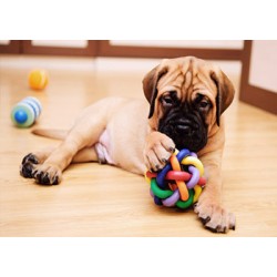 Choose Safe Dog Toys For Your Small Dog